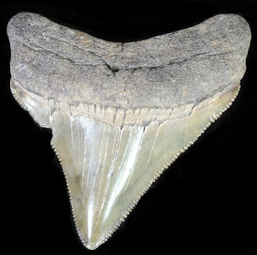 Juvenile Megalodon Tooth - Serrated Blade #62114